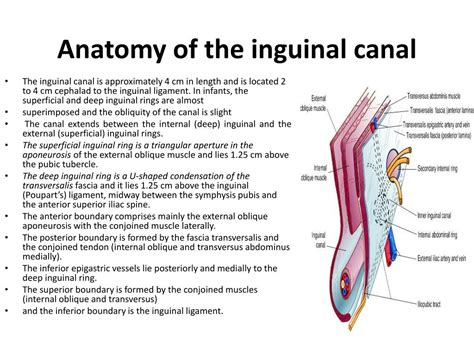 inguinal canal location